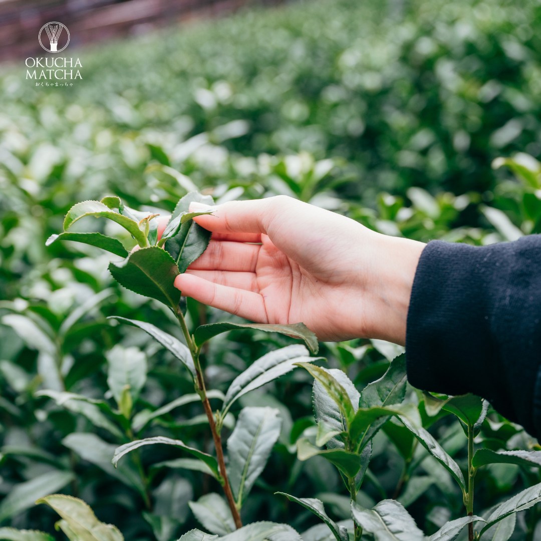 มัทฉะพรีเมียม