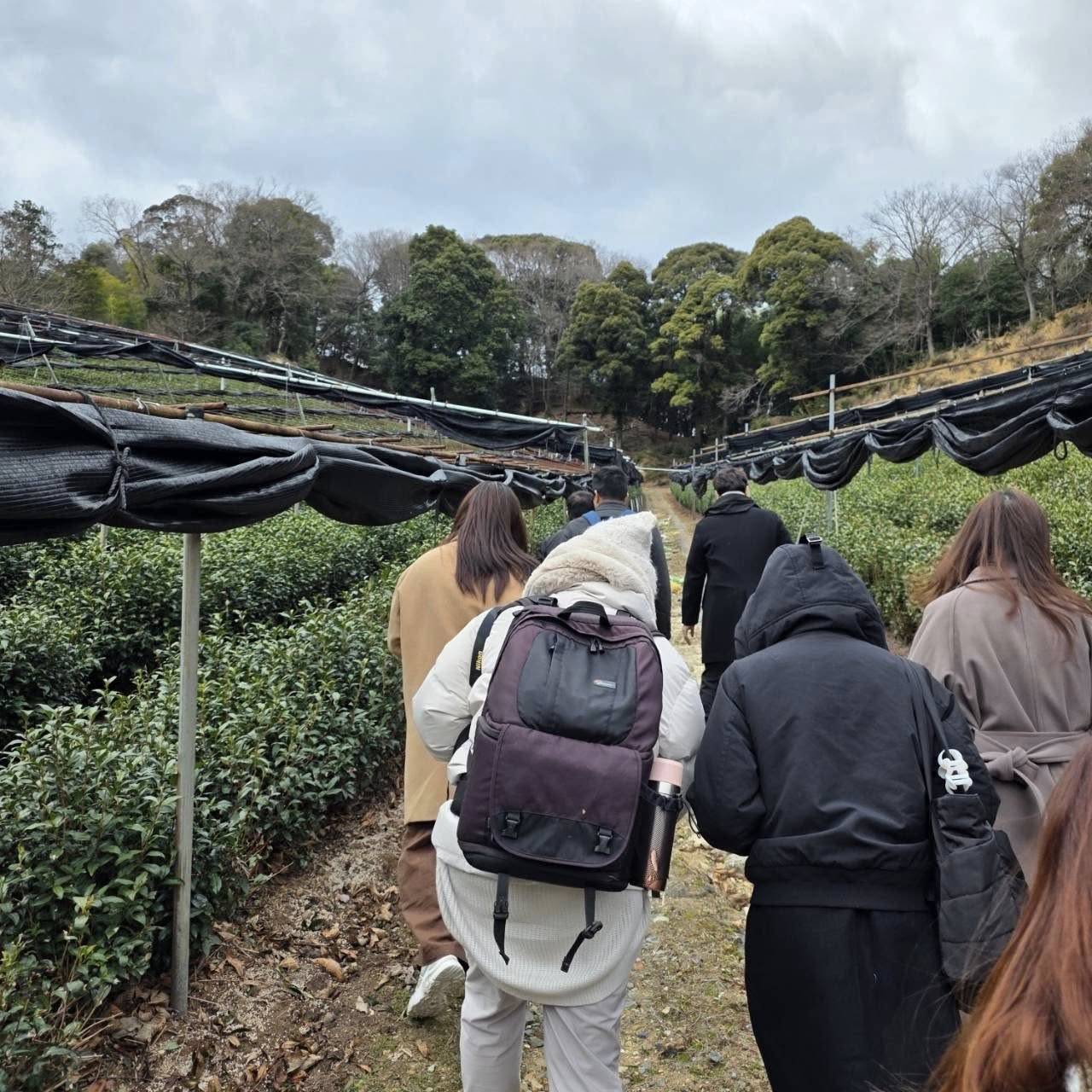 ไร่ชาญี่ปุ่น